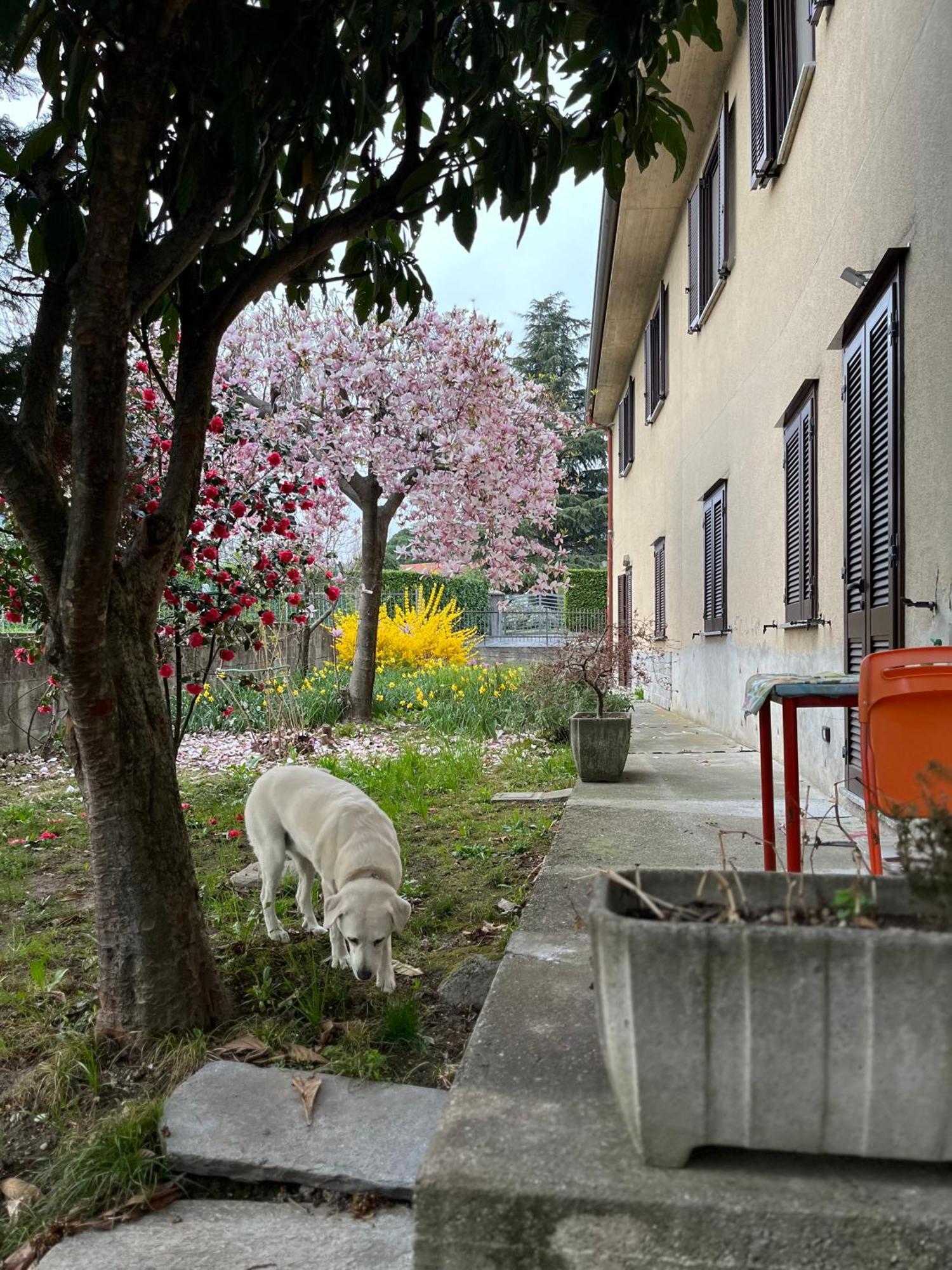 Il Cortile Como Single & Double Room In Apartment No Hotel Exterior photo
